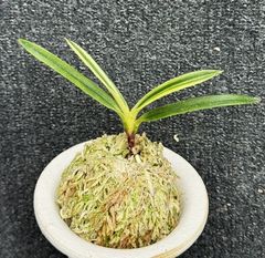 春蘭・富貴蘭WEB通販 三香園 | 商品一覧