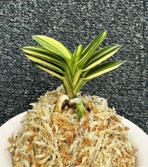 すべての商品 | 春蘭・富貴蘭WEB通販 三香園
