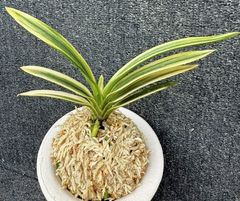 春蘭・富貴蘭WEB通販 三香園 | 商品一覧