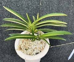 売約済 | 春蘭・富貴蘭WEB通販 三香園