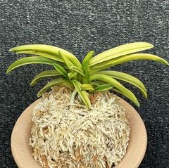 すべての商品 | 春蘭・富貴蘭WEB通販 三香園