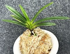 売約済 | 春蘭・富貴蘭WEB通販 三香園