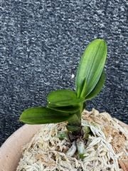 �ٵ�������ϰ����ң���Ω