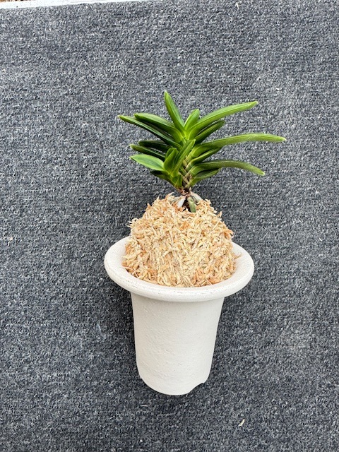 �ٵ������̶������ܻ��դ�