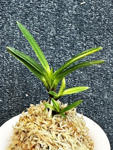 富貴蘭 金牡丹 2本子付き | 春蘭・富貴蘭WEB通販 三香園