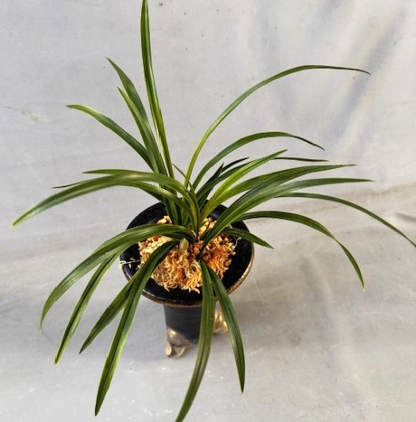 �ڹ�������ȤϤ뤫������ڣ��ֲܲ꣱���դ�