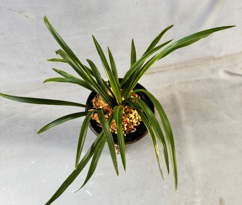 �ڹ�������ȤϤ뤫������ڣ��ֲܲ꣱���դ�