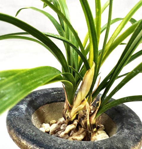 �ڹ�������ȤϤ뤫������ڣ��ֲܲ꣱���դ�