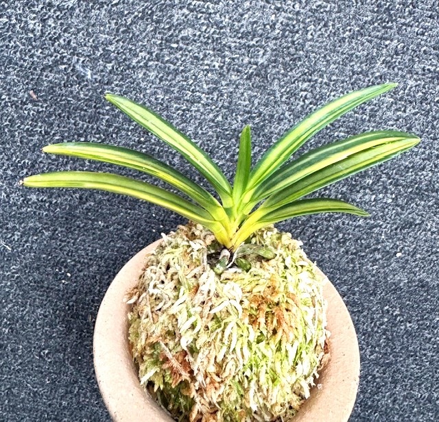 �ٵ����������¡�����Ω��