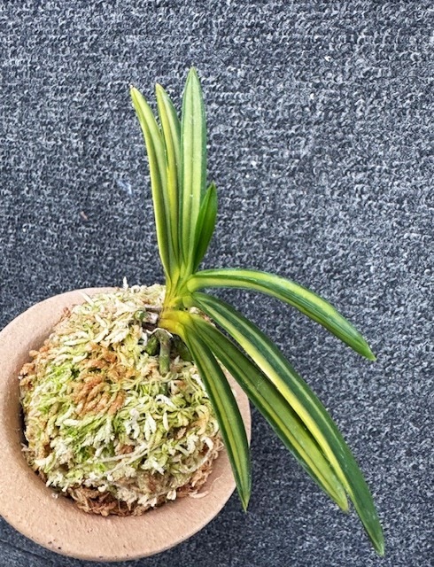 �ٵ����������¡�����Ω��