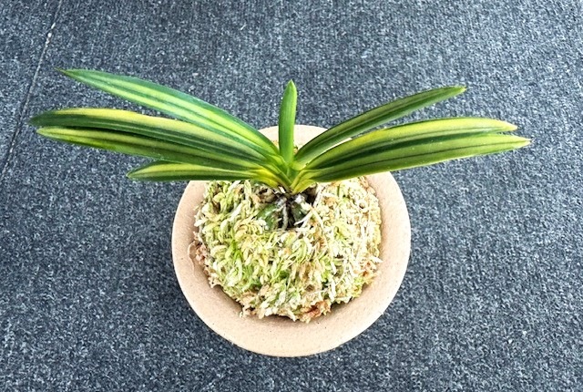 �ٵ����������¡�����Ω��