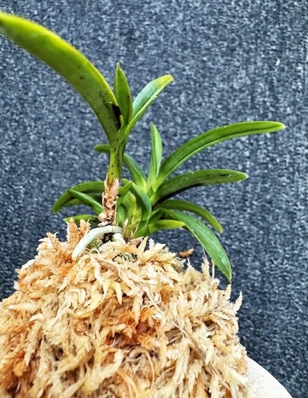 �ٵ��������������ܻ��դ�