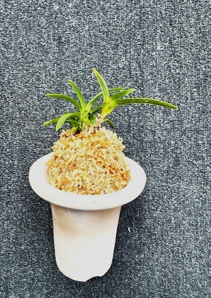 �ٵ��������������ܻ��դ�