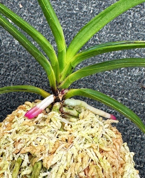 �ٵ����������ӡ���������Ω��