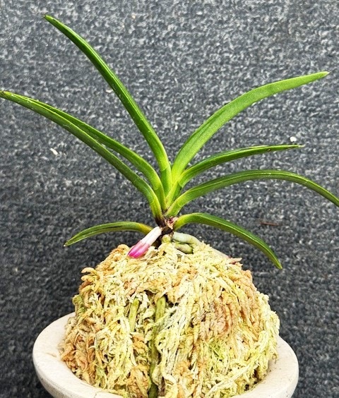 �ٵ����������ӡ���������Ω��