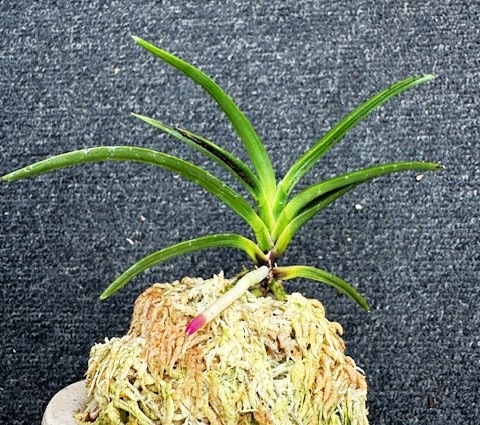 �ٵ����������ӡ���������Ω��