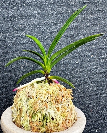 �ٵ����������ӡ���������Ω��