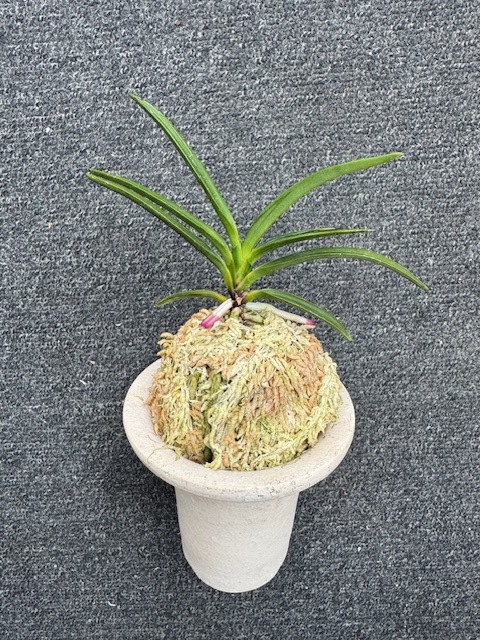 �ٵ����������ӡ���������Ω��