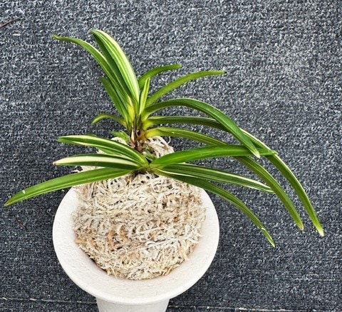 富貴蘭 白珠殿 5本子付き | 春蘭・富貴蘭WEB通販 三香園