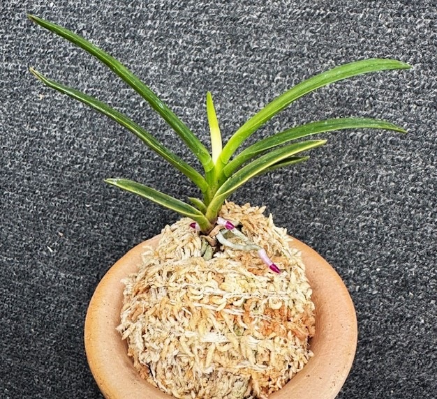 �ٵ��������Ȳ�ð������Ω��