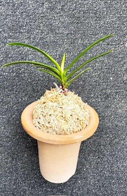 �ٵ��������Ȳ�ð������Ω��