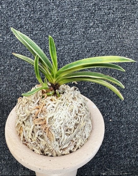 �ٵ�����ƻȼ�����ܻ��դ�