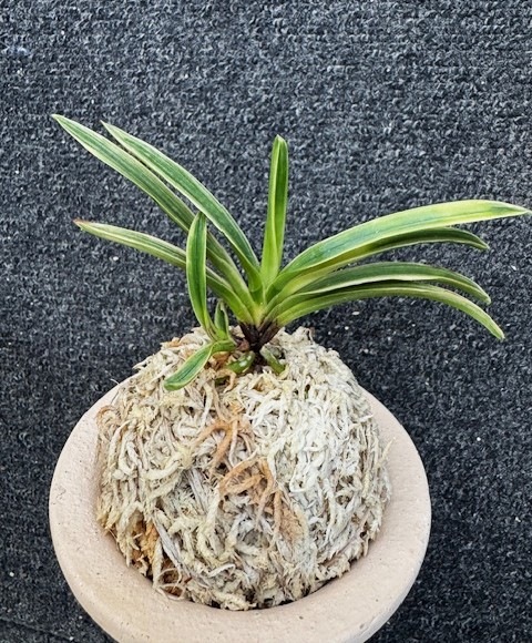 �ٵ�����ƻȼ�����ܻ��դ�