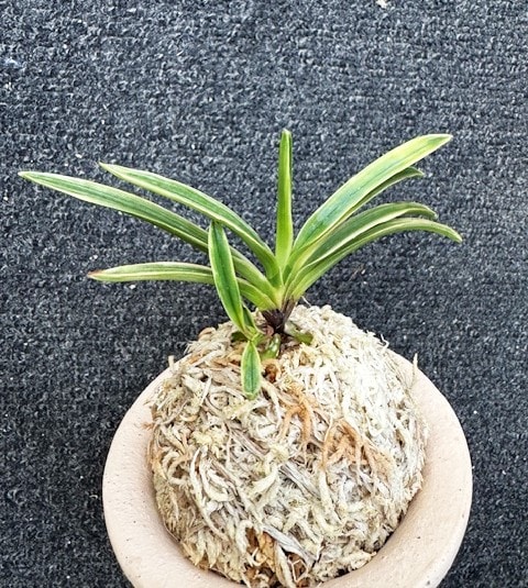 �ٵ�����ƻȼ�����ܻ��դ�