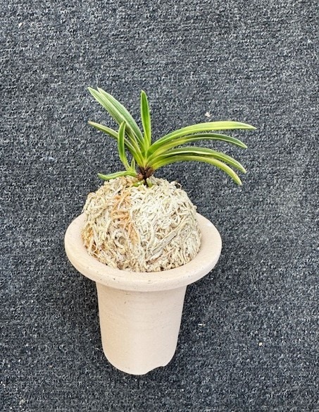 �ٵ�����ƻȼ�����ܻ��դ�