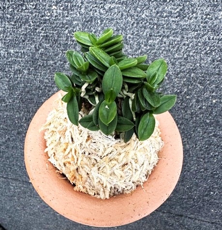 �ٵ�������ŷ�̡�������Ω��