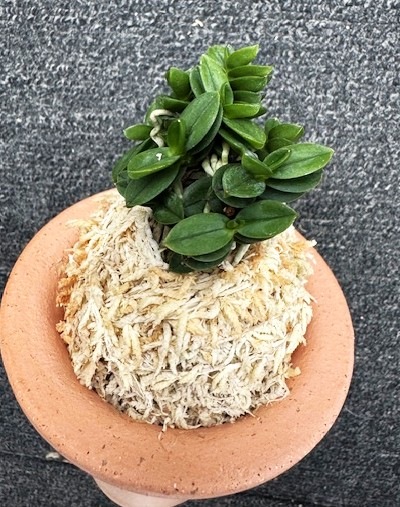 �ٵ�������ŷ�̡�������Ω��