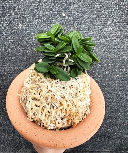 �ٵ�������ŷ�̡�������Ω��