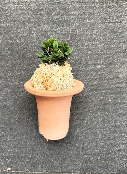 �ٵ�������ŷ�̡�������Ω��