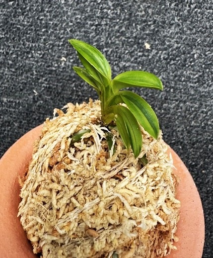 �ٵ������ü鴧�����ң���Ω��