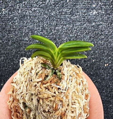 �ٵ������ü鴧�����ң���Ω��