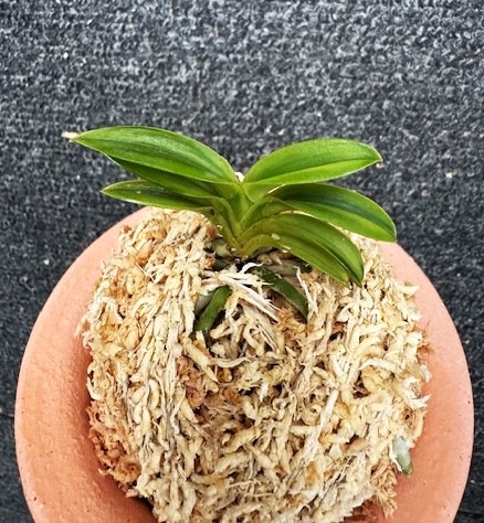 �ٵ������ü鴧�����ң���Ω��