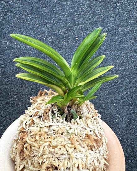 �ٵ�������ơ����ܻ��դ�