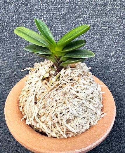 �ٵ�������ϰ�����ң���Ω��