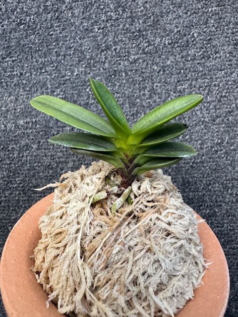 �ٵ�������ϰ�����ң���Ω��