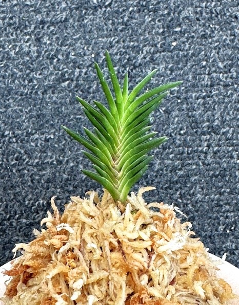 �ٵ����������𡡳��ң���Ω��