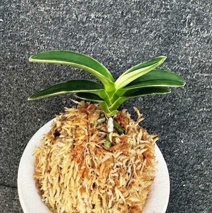 富貴蘭 御神渡 富貴蘭 種類『御神渡 』（おみわたり）【現品】只今、