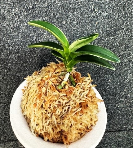 �ٵ���������ϡ����ң���Ω��