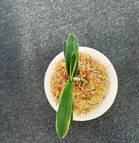 �ٵ���������ϡ����ң���Ω��