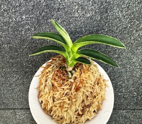 �ٵ���������ϡ����ң���Ω��