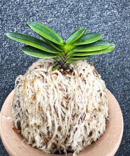 �ٵ��������������ڣ���Ω��