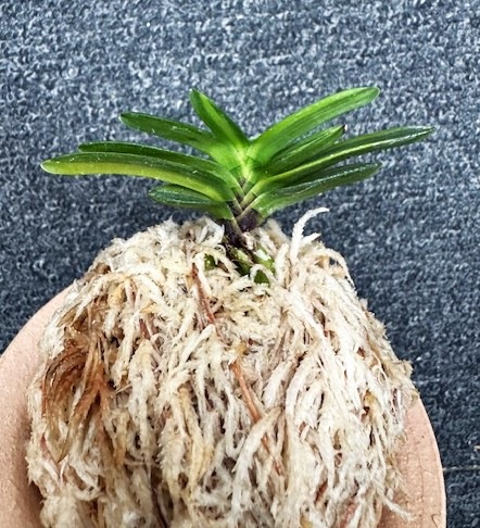 �ٵ��������������ڣ���Ω��