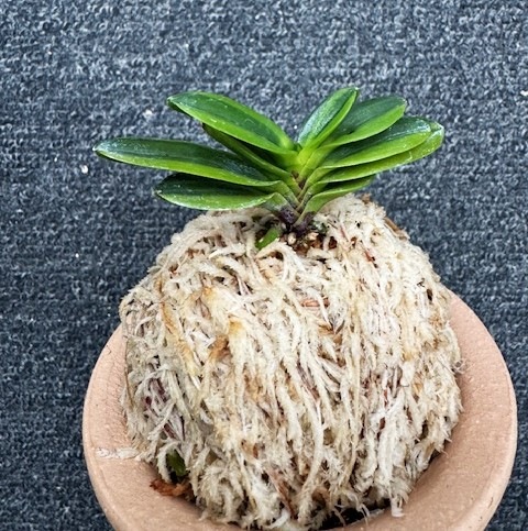 �ٵ��������������ڣ���Ω��