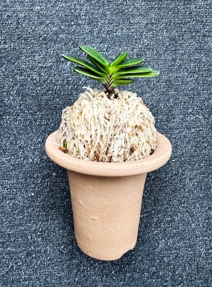 �ٵ��������������ڣ���Ω��