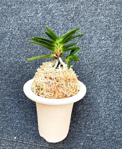 �ٵ������̶�䲫�֡����ܻ��դ�