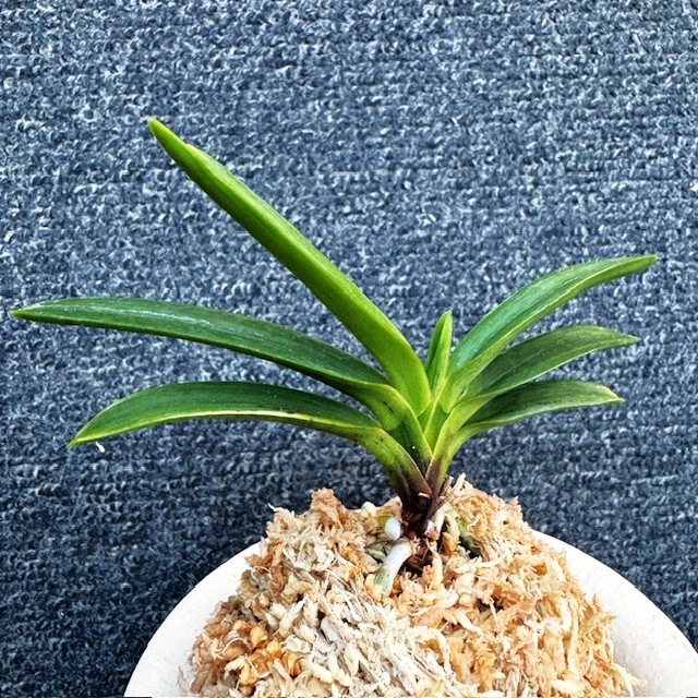 富貴蘭 星の雫 割り子1本立ち | 春蘭・富貴蘭WEB通販 三香園